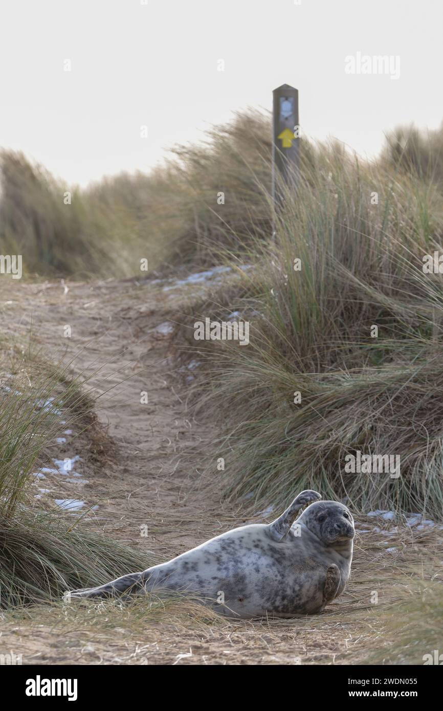 Un chiot de phoque gris photographié sur le sentier côtier de Winterton on Sea à Horsey Gap, Norfolk, Royaume-Uni Banque D'Images