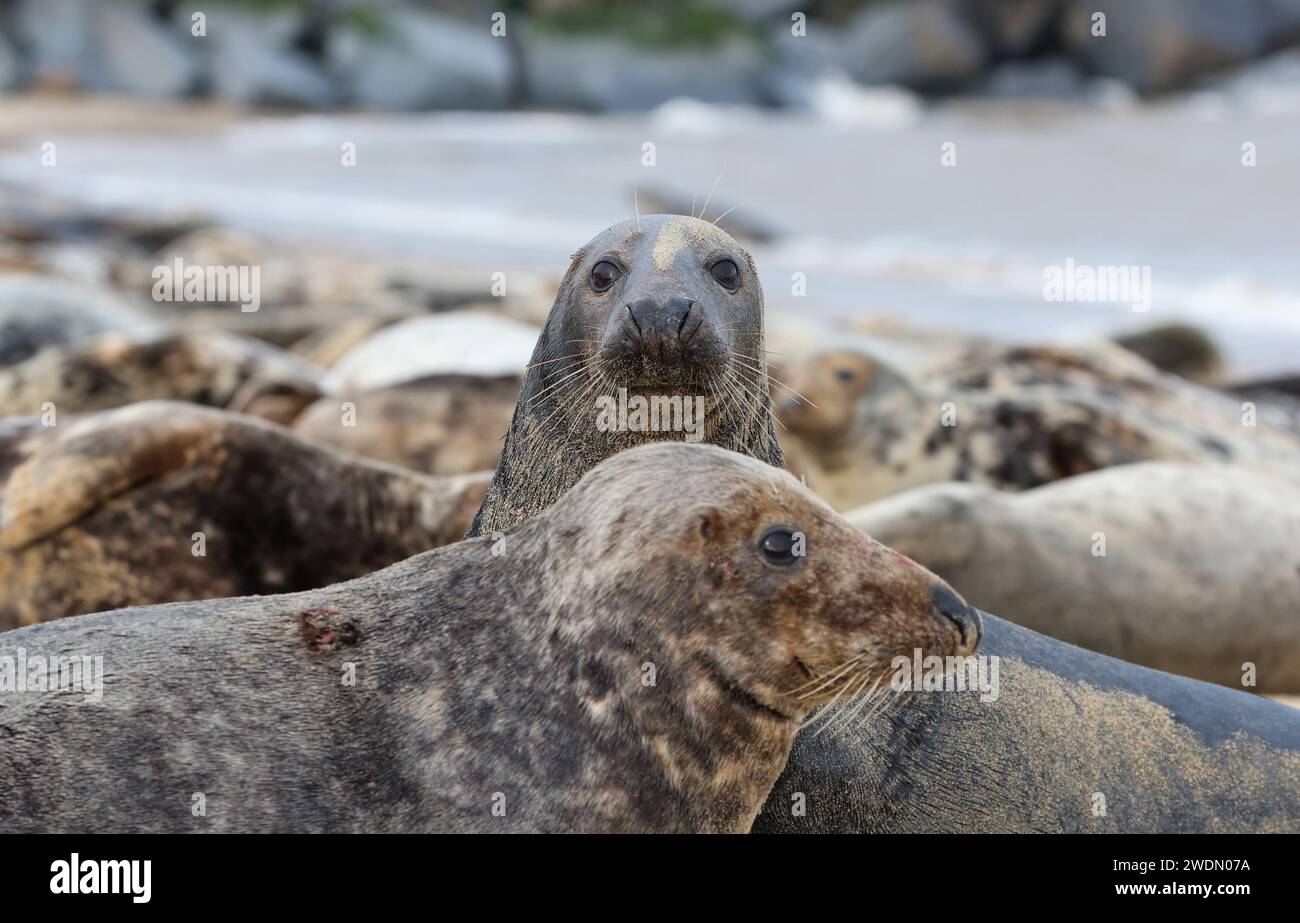 Une colonie de phoques gris sur la plage de Horsey Gap, Norfolk, Royaume-Uni Banque D'Images