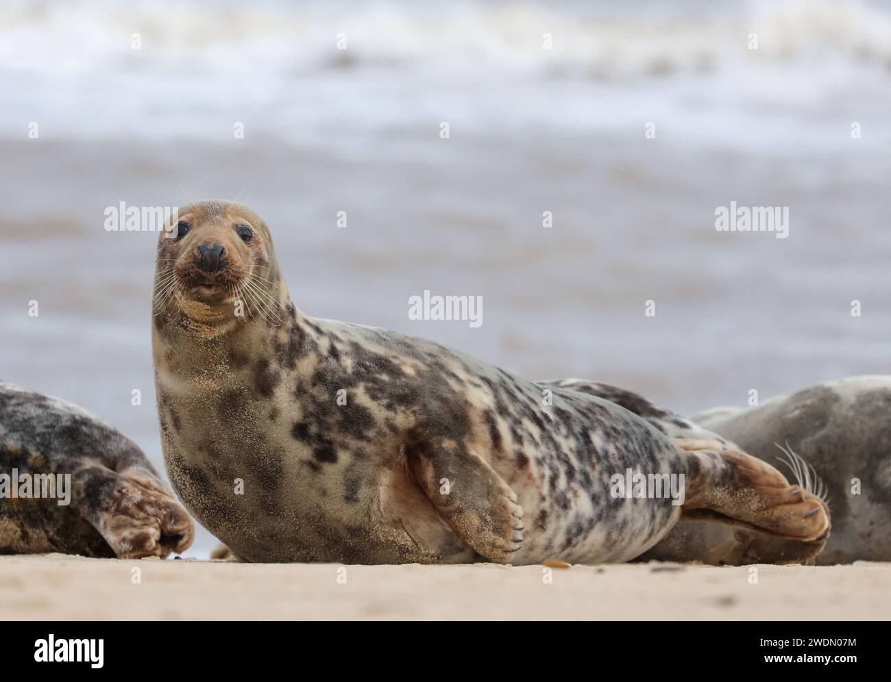 Un phoque gris sur la plage de Horsey Gap, Norfolk, Royaume-Uni Banque D'Images