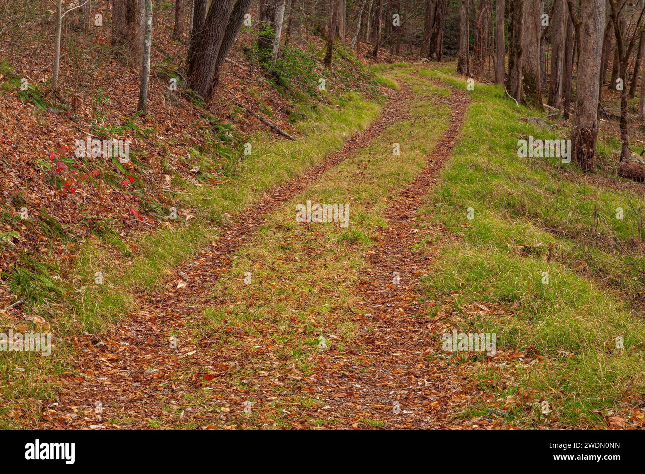 Old Sugarlands Trail dans le parc national des Great Smoky Mountains Banque D'Images