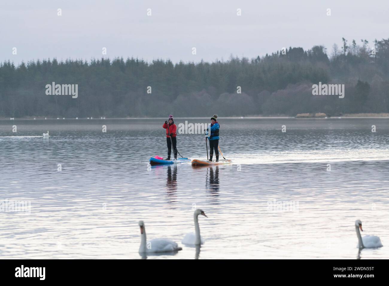 Stand Up Paddle Boarding (SUP) sur le Loch de Skene en hiver dans la compagnie des cygnes muets (Cygnus Olor) Banque D'Images