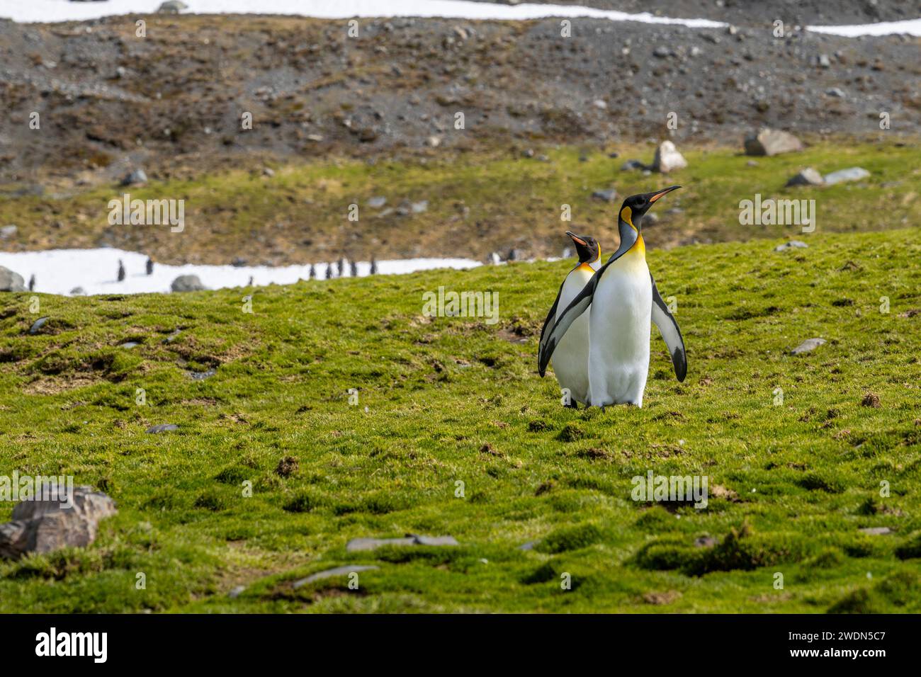 Un couple de pingouins vient de finir avec la mue, King Penguins à Gold Harbor, SGI Banque D'Images