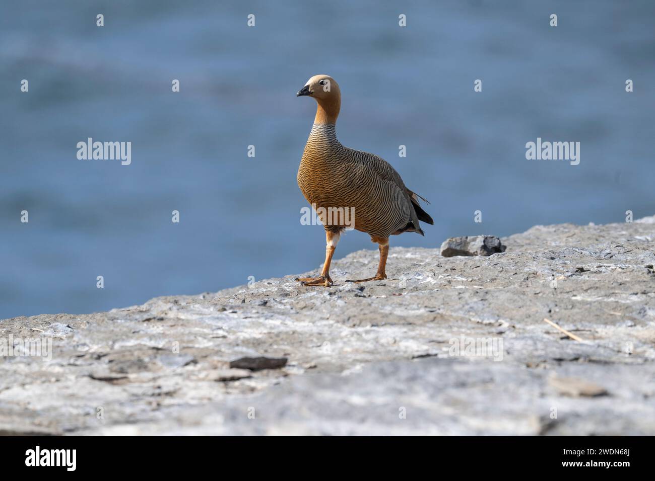 Oie à tête rousse, Chloephaga rubidiceps, on Bleaker, Island, Falkland Islands, Banque D'Images