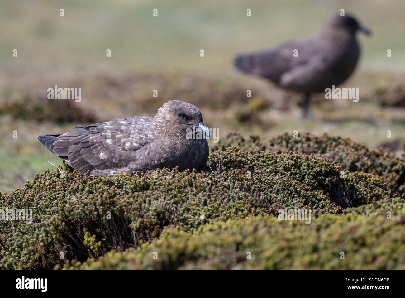 Skua brun antarctique, skua brun, Stercorarius antarcticus, nichant dans une zone herbeuse sur Bleaker Island, Malouines Banque D'Images