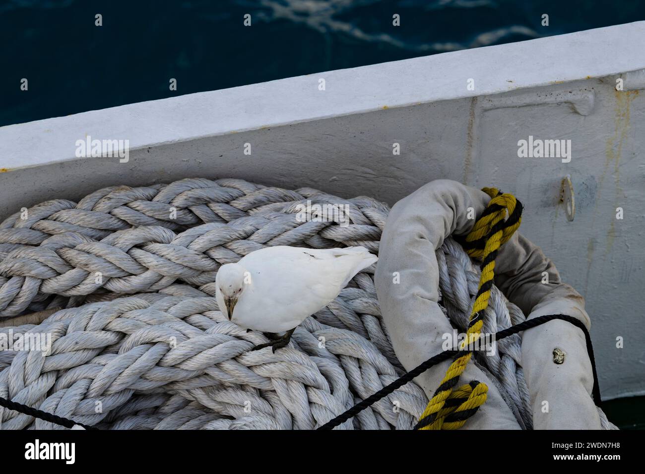 Sheathbill enneigé, Chionis albus, à la recherche de nourriture sur la corde de navire enroulé, Sunantarctic et Antarctique Banque D'Images