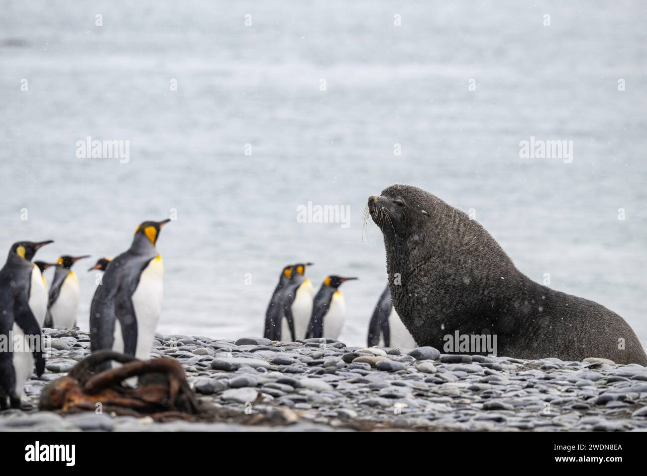 Phoque à fourrure de l'Antarctique, Arctocephalus gazella, dans la plaine de Salisbury, SGI, Banque D'Images