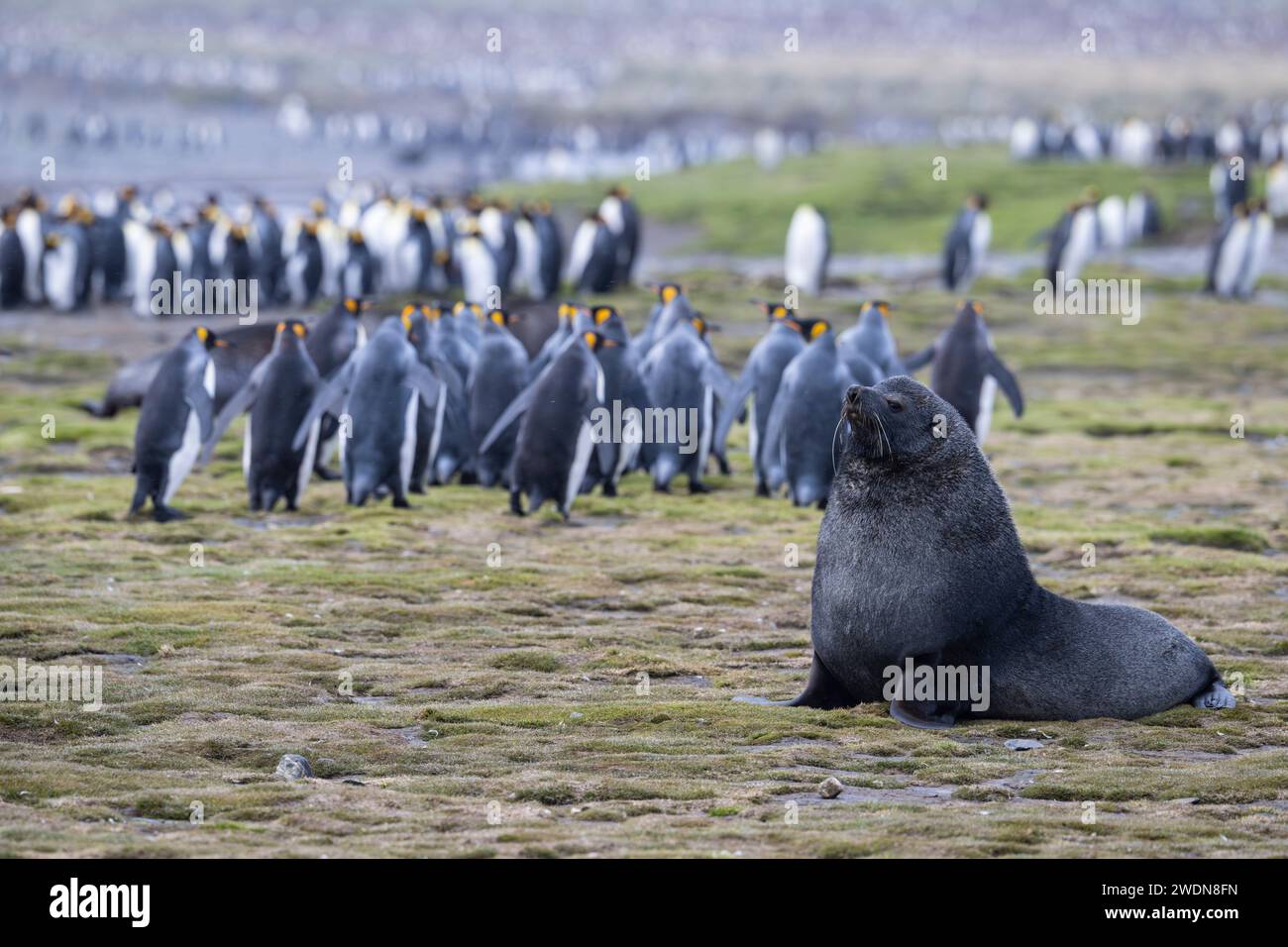 L'otarie à fourrure de l'Antarctique, Arctocephalus gazella, sur la plaine de Salisbury, SGI, avec des manchots royaux qui se promènent alors qu'ils se dirigent vers l'océan Banque D'Images