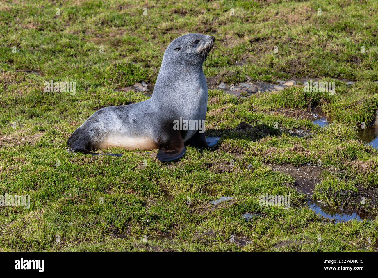 Jeune phoque à fourrure de l'Antarctique, Arctocephalus gazella, à Gold Harbor, SGI, un jour ensoleillé au printemps Banque D'Images