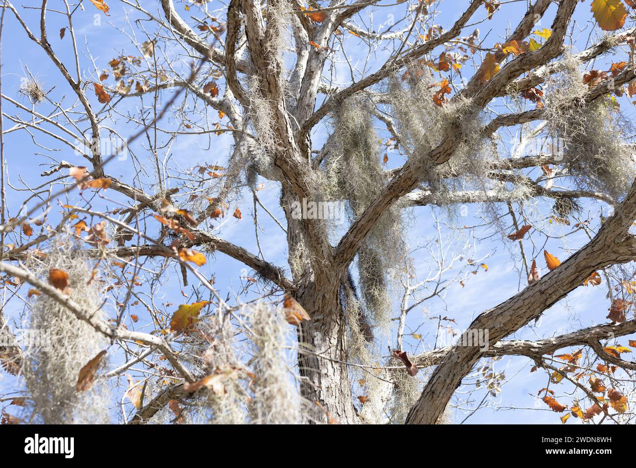 Quercus michauxii - chêne marronnier. Banque D'Images