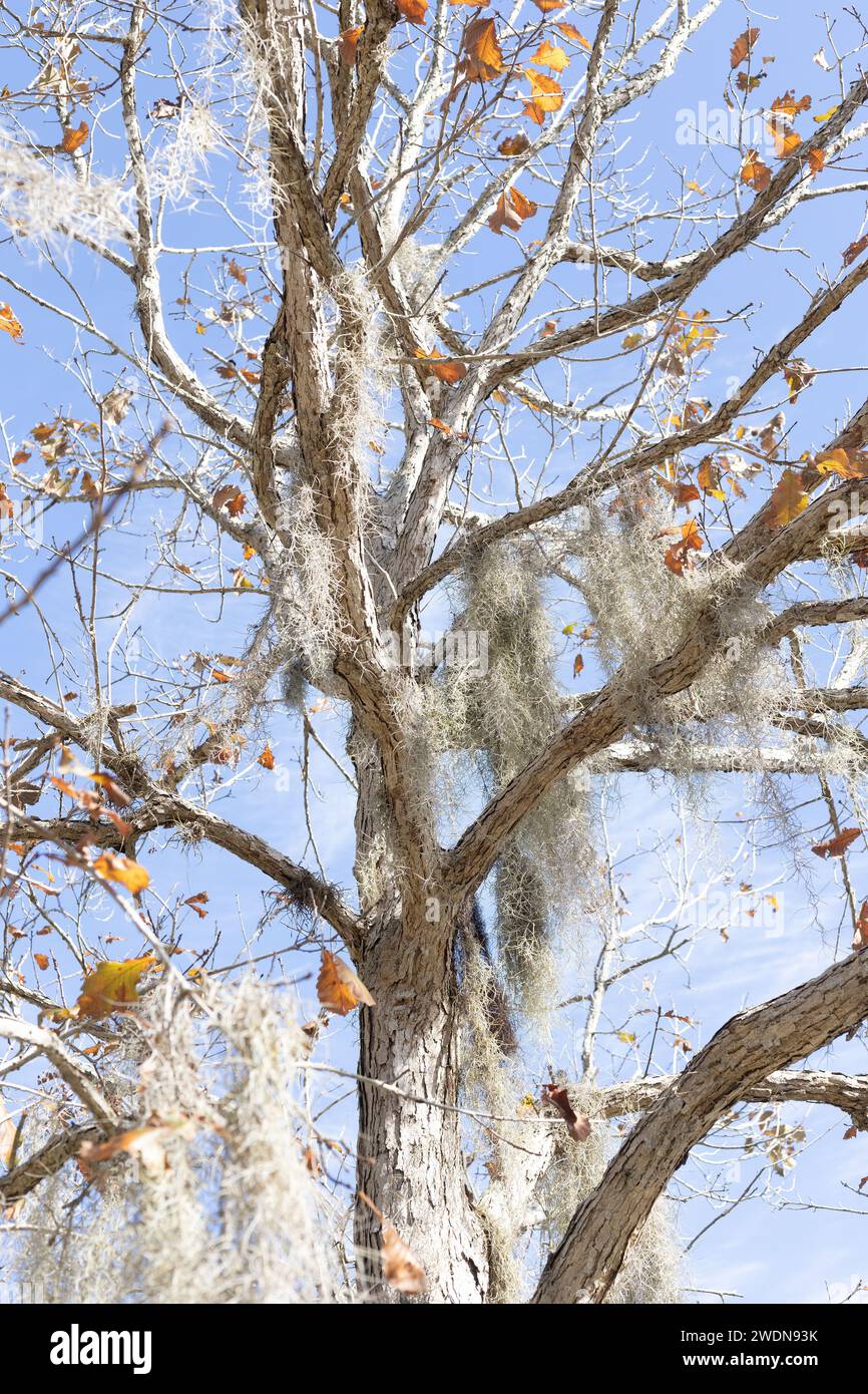 Quercus michauxii - chêne marronnier. Banque D'Images