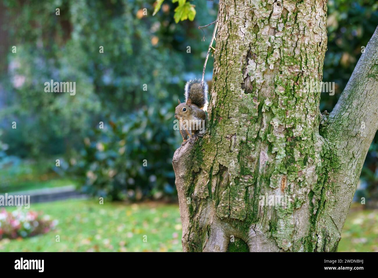 Un écureuil sauvage dans la via Leon Battista Alberti à Milan, Lombardie, Italie Banque D'Images
