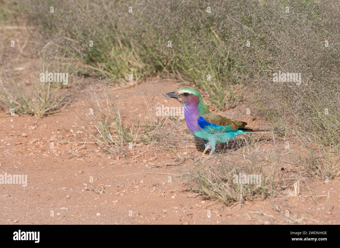 Rouleau à bretelles lilas (Coracius caudatus). L'oiseau a attrapé une sauterelle comme cadeau de cour à une femelle. Banque D'Images