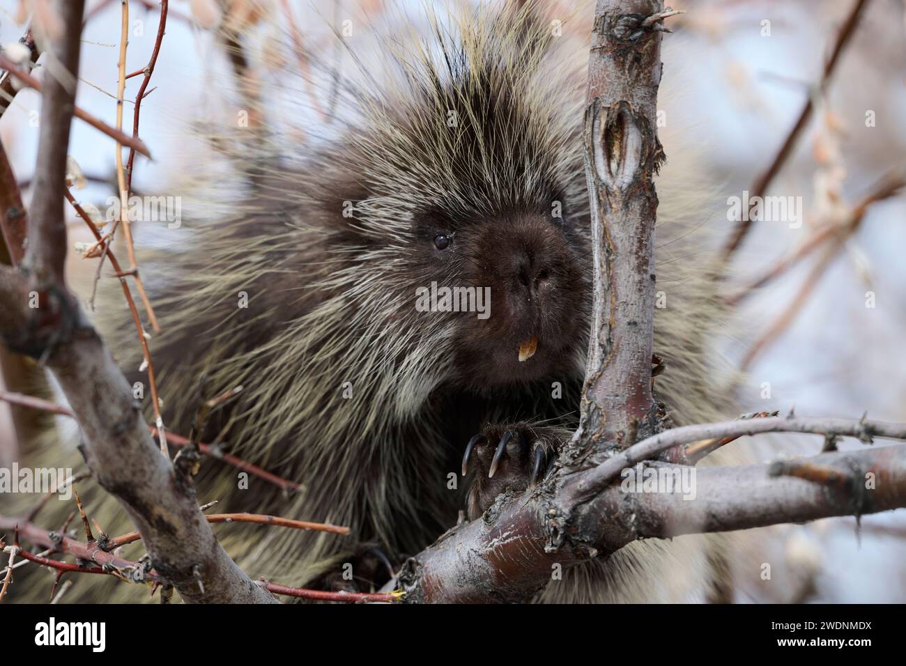 Porcupine dans un arbre Banque D'Images
