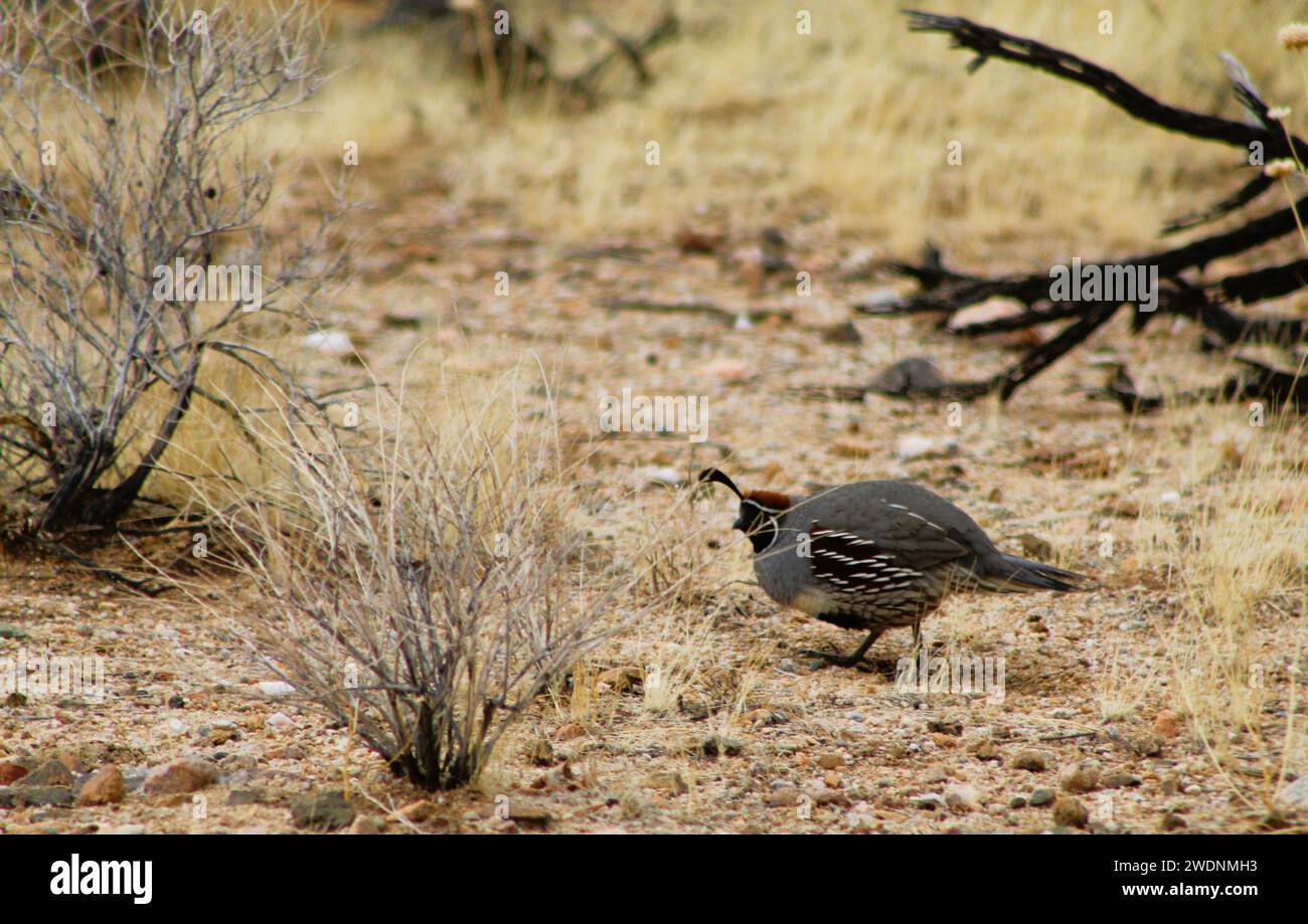 Gambell's Quail dans le désert de l'Arizona, comté de Mohave, Arizona Banque D'Images