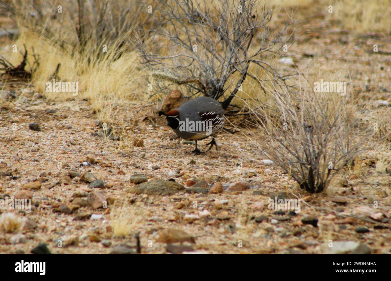 Gambell's Quail dans le désert de l'Arizona, comté de Mohave, Arizona Banque D'Images