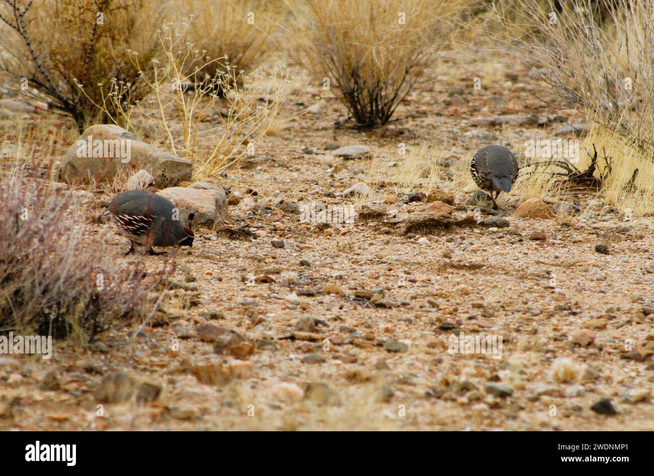 Gambell's Quail dans le désert de l'Arizona, comté de Mohave, Arizona Banque D'Images