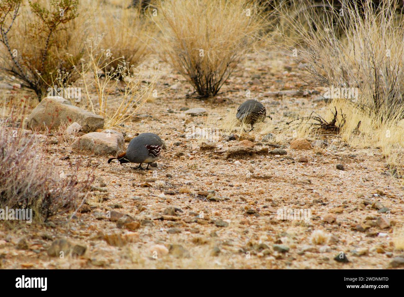 Gambell's Quail dans le désert de l'Arizona, comté de Mohave, Arizona Banque D'Images