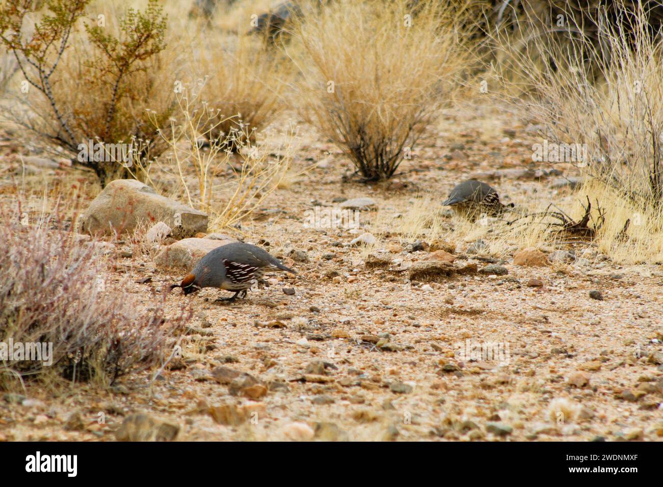 Gambell's Quail dans le désert de l'Arizona, comté de Mohave, Arizona Banque D'Images