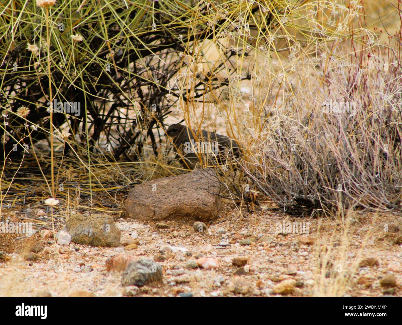 Gambell's Quail dans le désert de l'Arizona, comté de Mohave, Arizona Banque D'Images