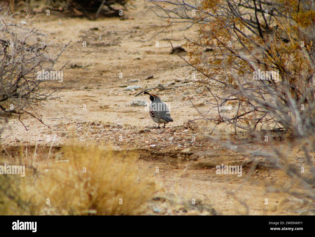 Gambell's Quail dans le désert de l'Arizona, comté de Mohave, Arizona Banque D'Images
