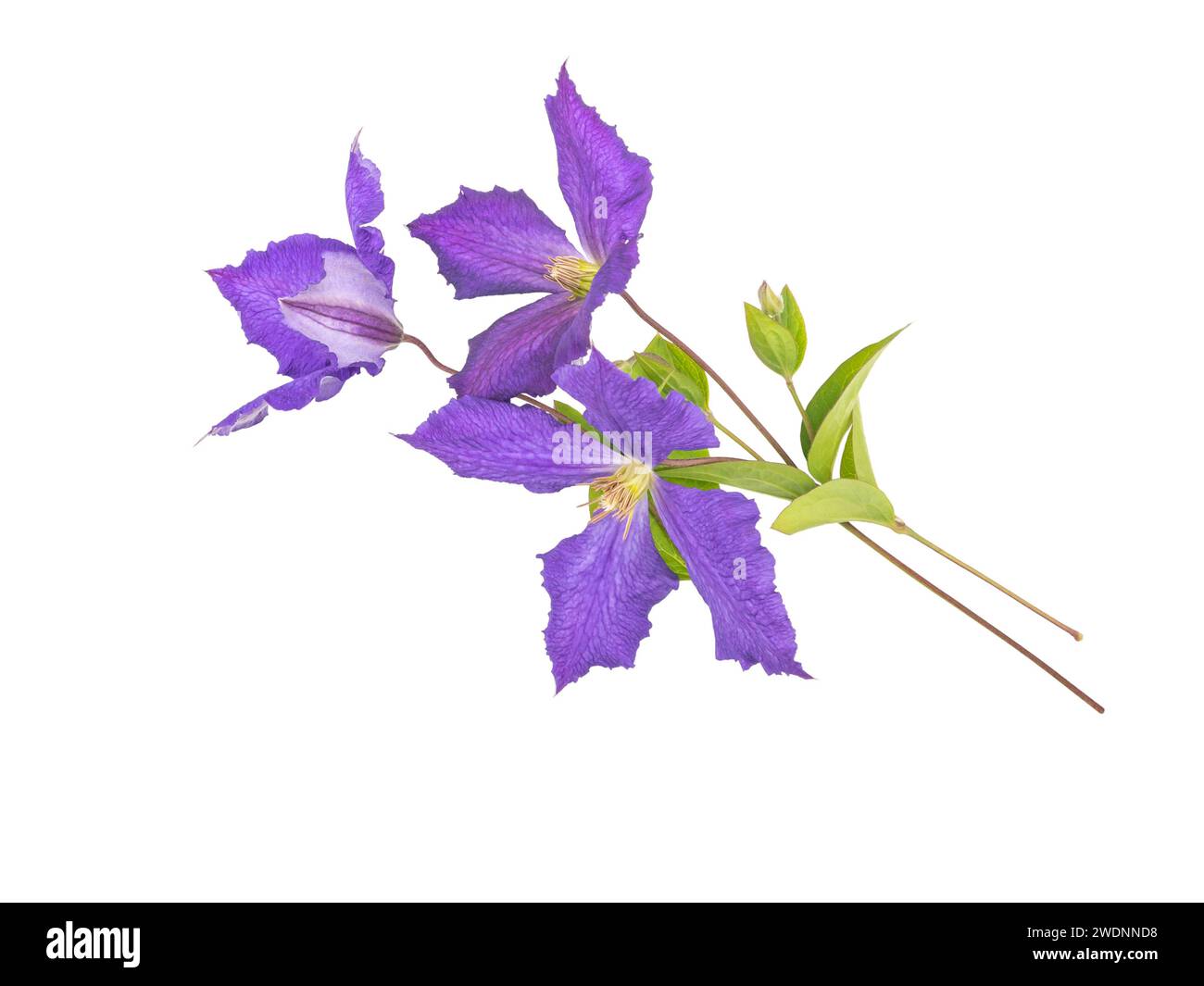 Trois fleurs violettes, feuilles et bourgeons bouquet isolé sur blanc. Arrangement floral de bouquet de clématites bleues Jackmanii. Branche de plante grimpante. Fleurs violettes Banque D'Images