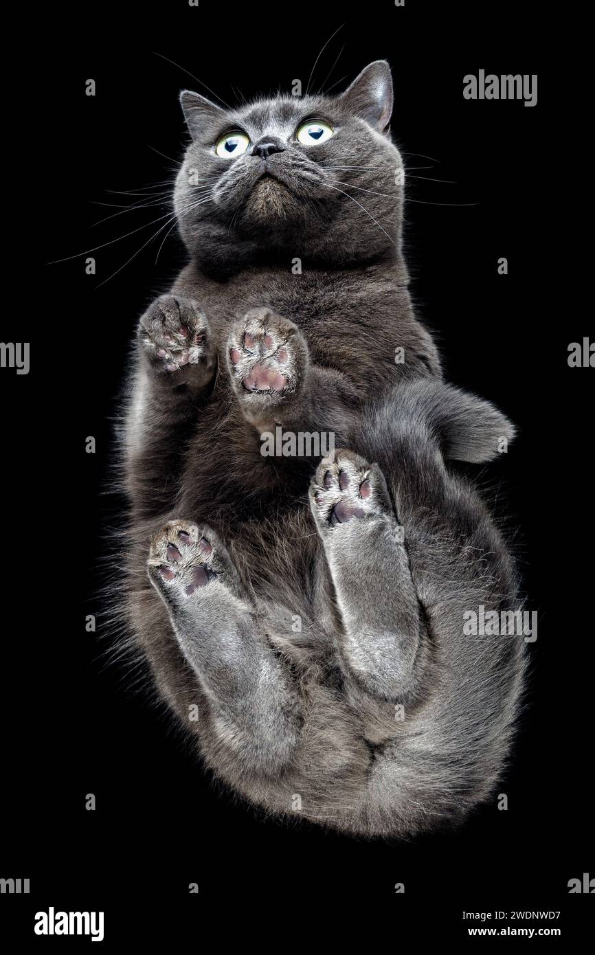 Gris moelleux beau chat isolé sur fond noir montrant ses pattes. Banque D'Images