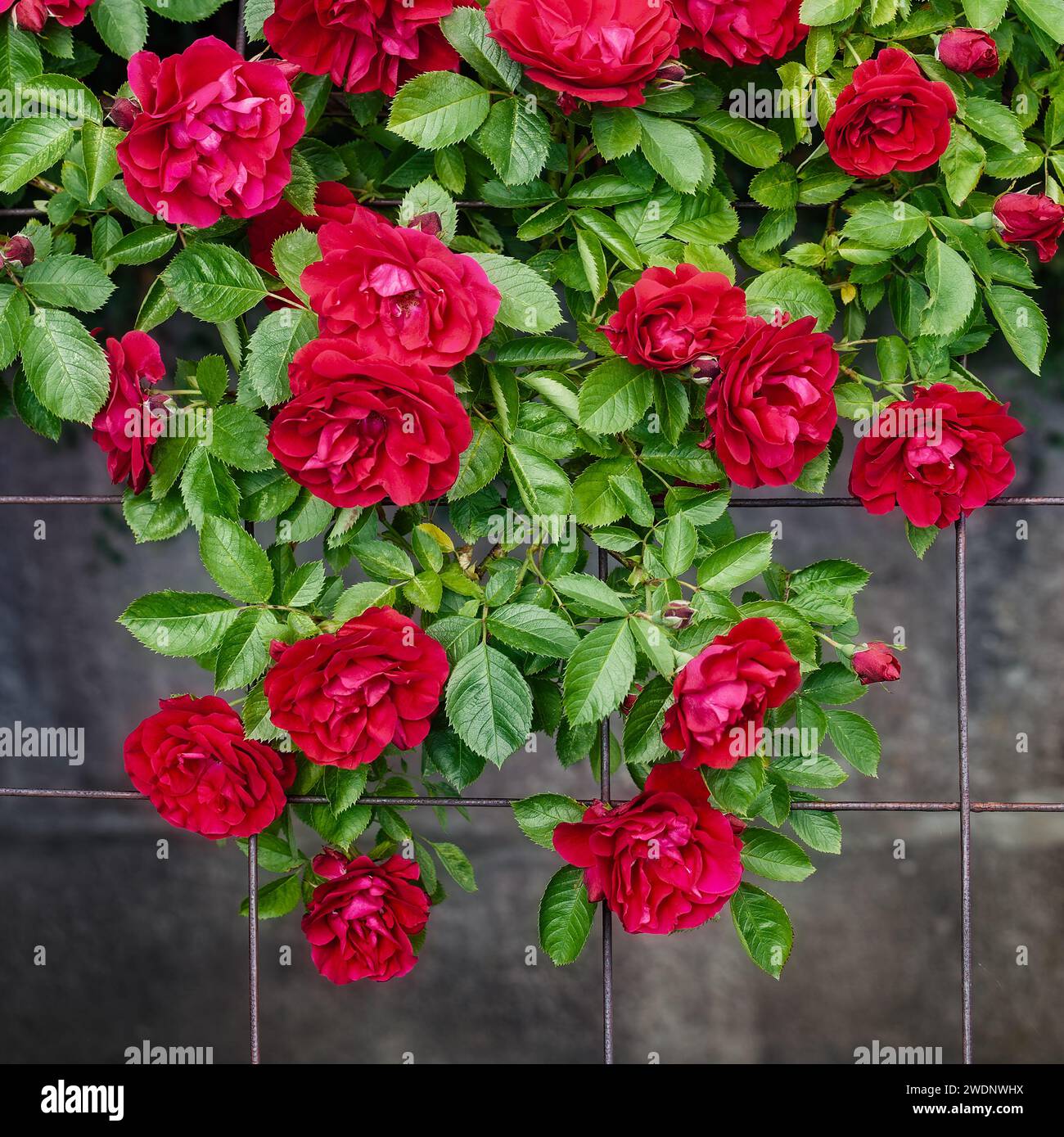 Photo carrée d'un grand bouquet de roses rouges accrochées au treillis. Banque D'Images