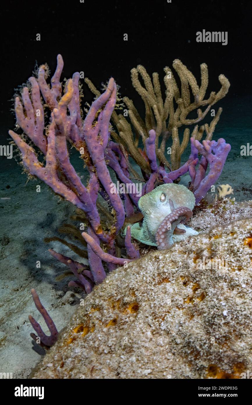 Poulpe de récif des Caraïbes, photos de plongée sous-marine, Cozumel Banque D'Images