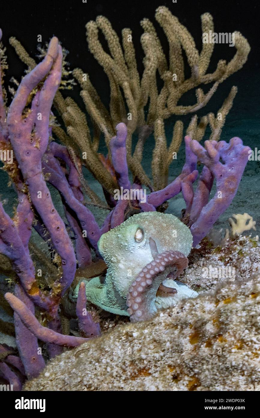 Poulpe de récif des Caraïbes, photos de plongée sous-marine, Cozumel Banque D'Images