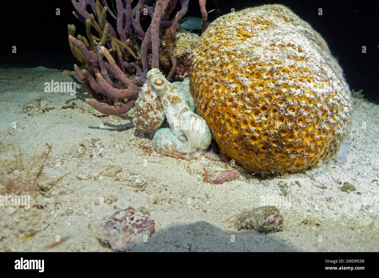 Poulpe de récif des Caraïbes, photos de plongée sous-marine, Cozumel Banque D'Images