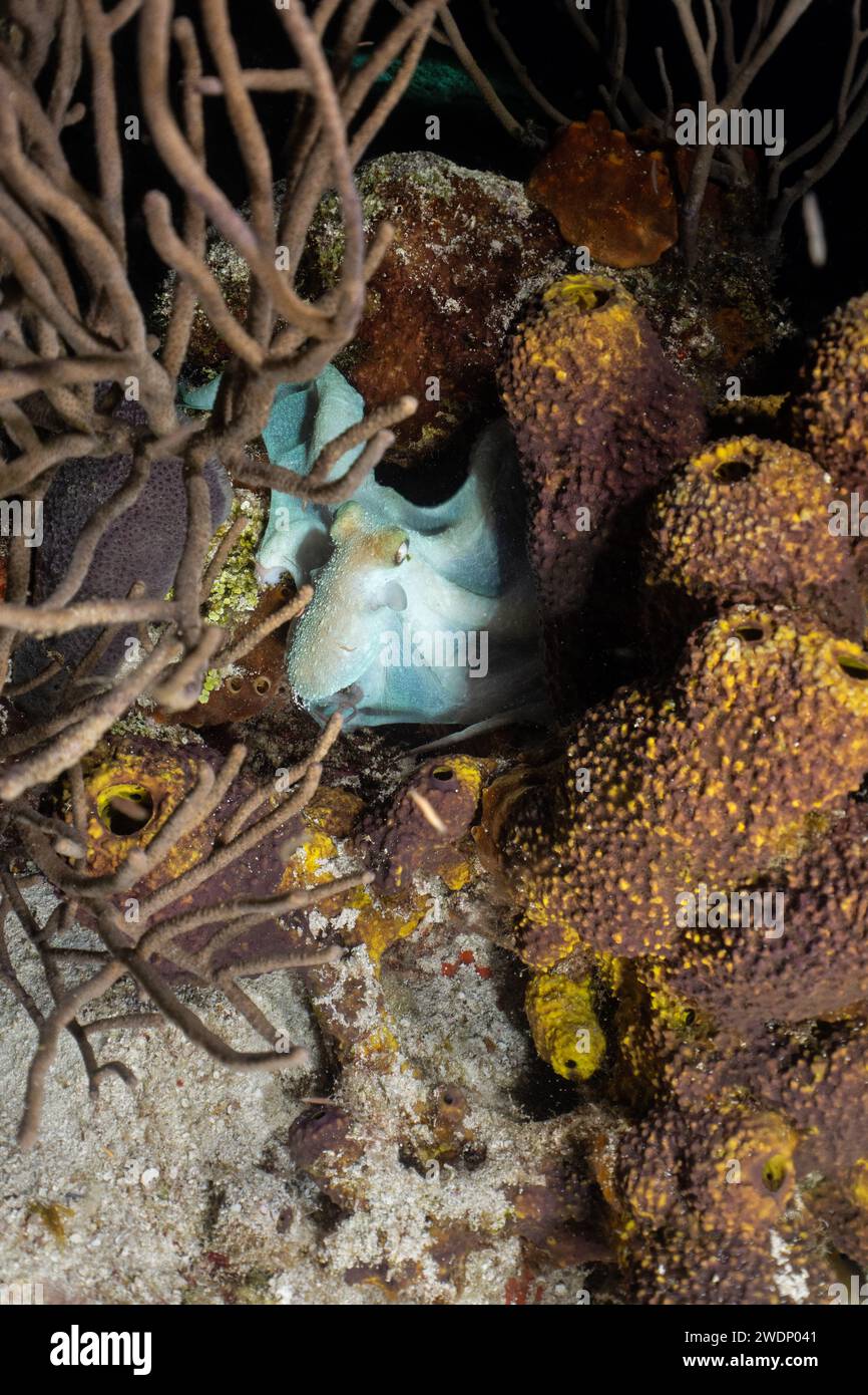 Poulpe de récif des Caraïbes, photos de plongée sous-marine, Cozumel Banque D'Images