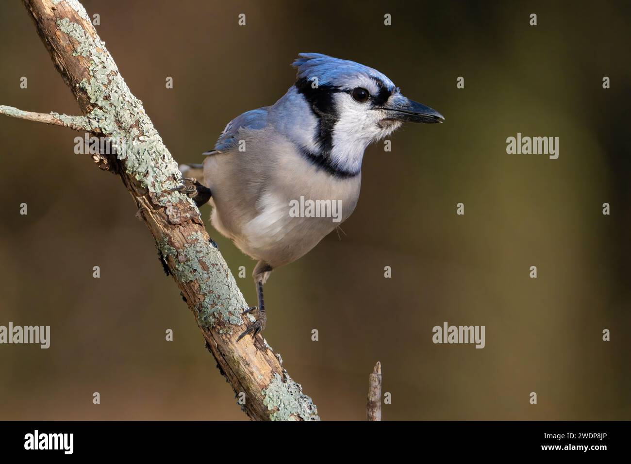 Blue Jay sur une branche Banque D'Images