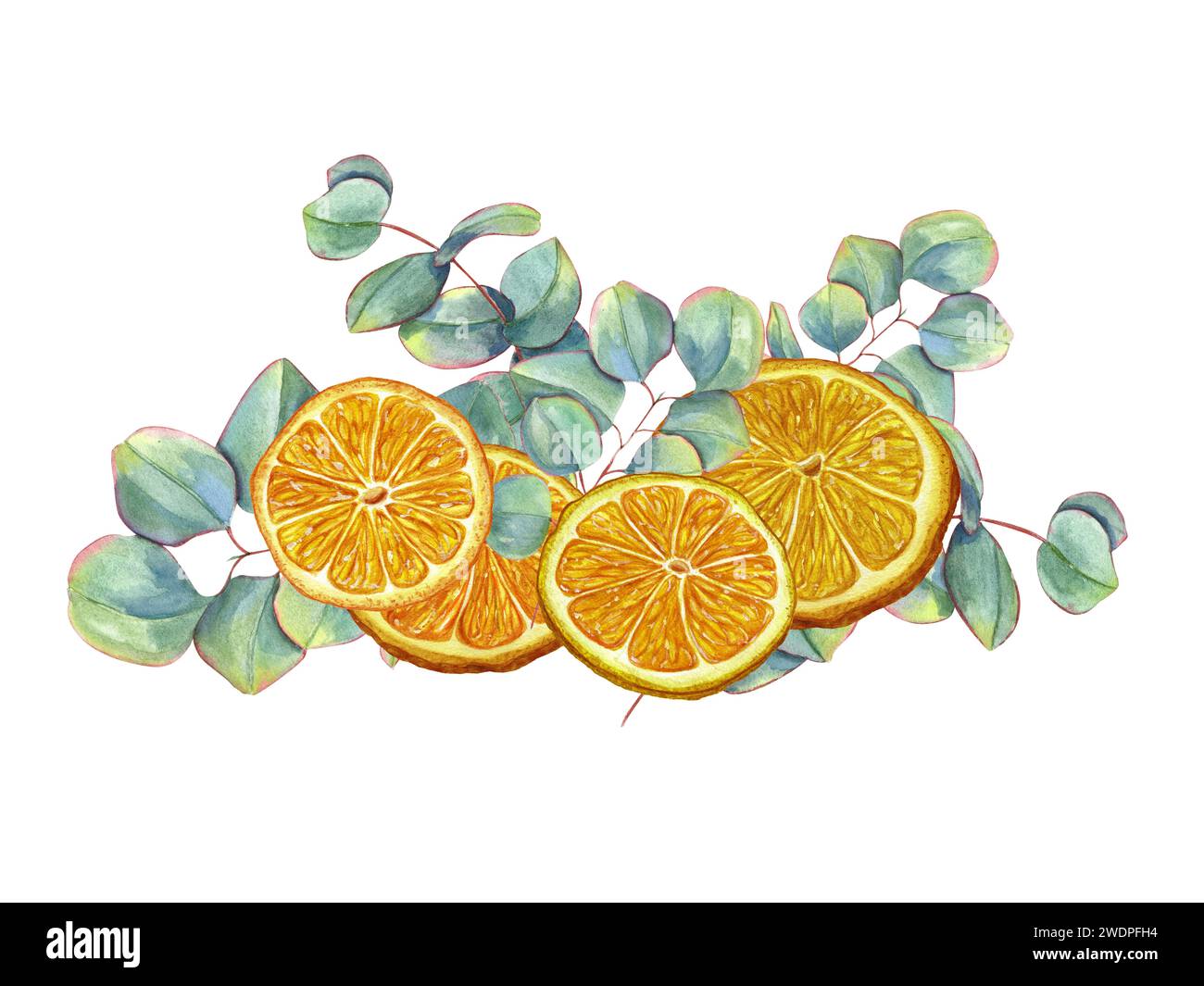 Tranches d'orange avec des brins d'eucalyptus. Tranches d'agrumes juteuses, feuilles vertes. Plantes à dollar d'argent, mandarine. Illustration aquarelle pour affiche, paquet Banque D'Images