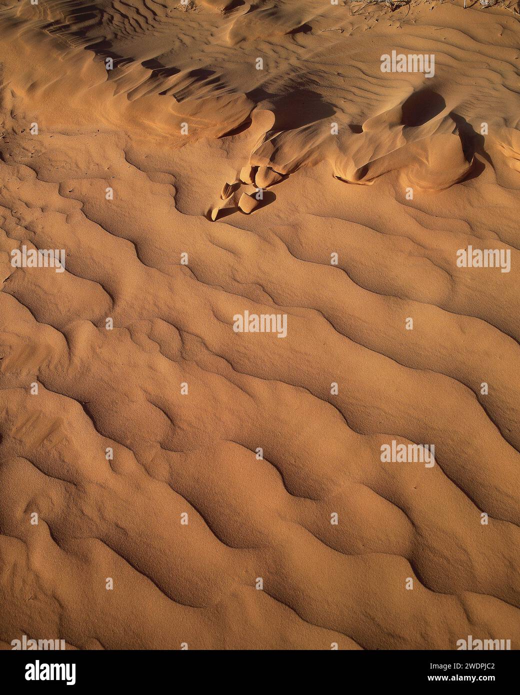 MOTIFS DE SABLE DANS LES DUNES DU DÉSERT DE SIMPSON, AUSTRALIE CENTRALE. Banque D'Images