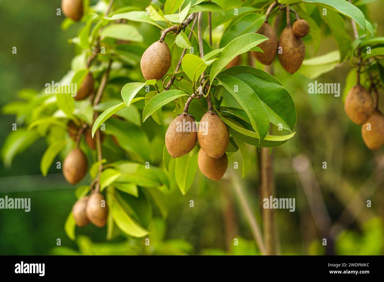 Sapodilla fruits et feuilles accrochées à son arbre Banque D'Images