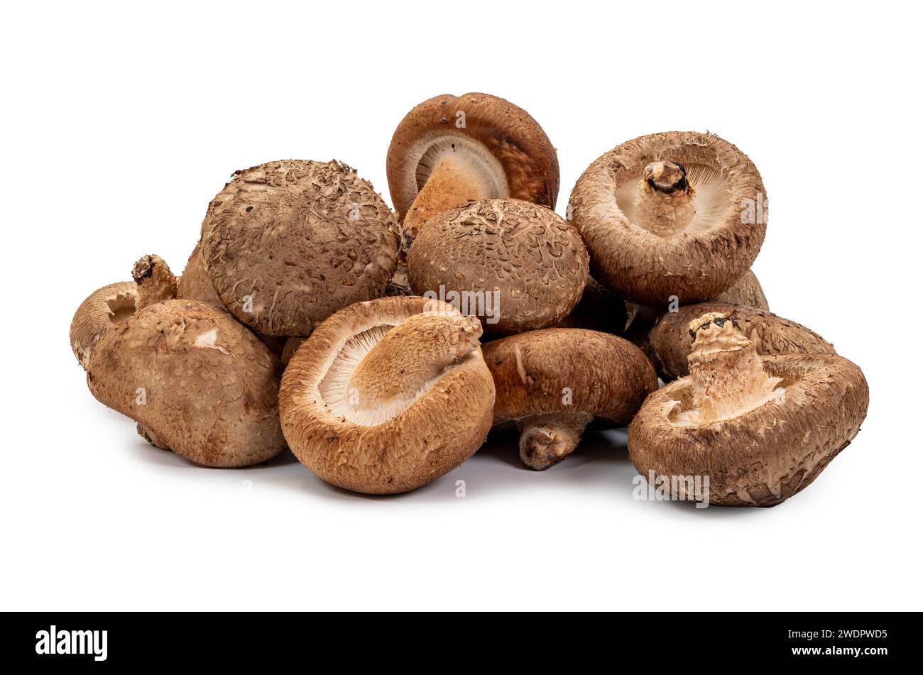 Shiitake sur le fond blanc Banque D'Images