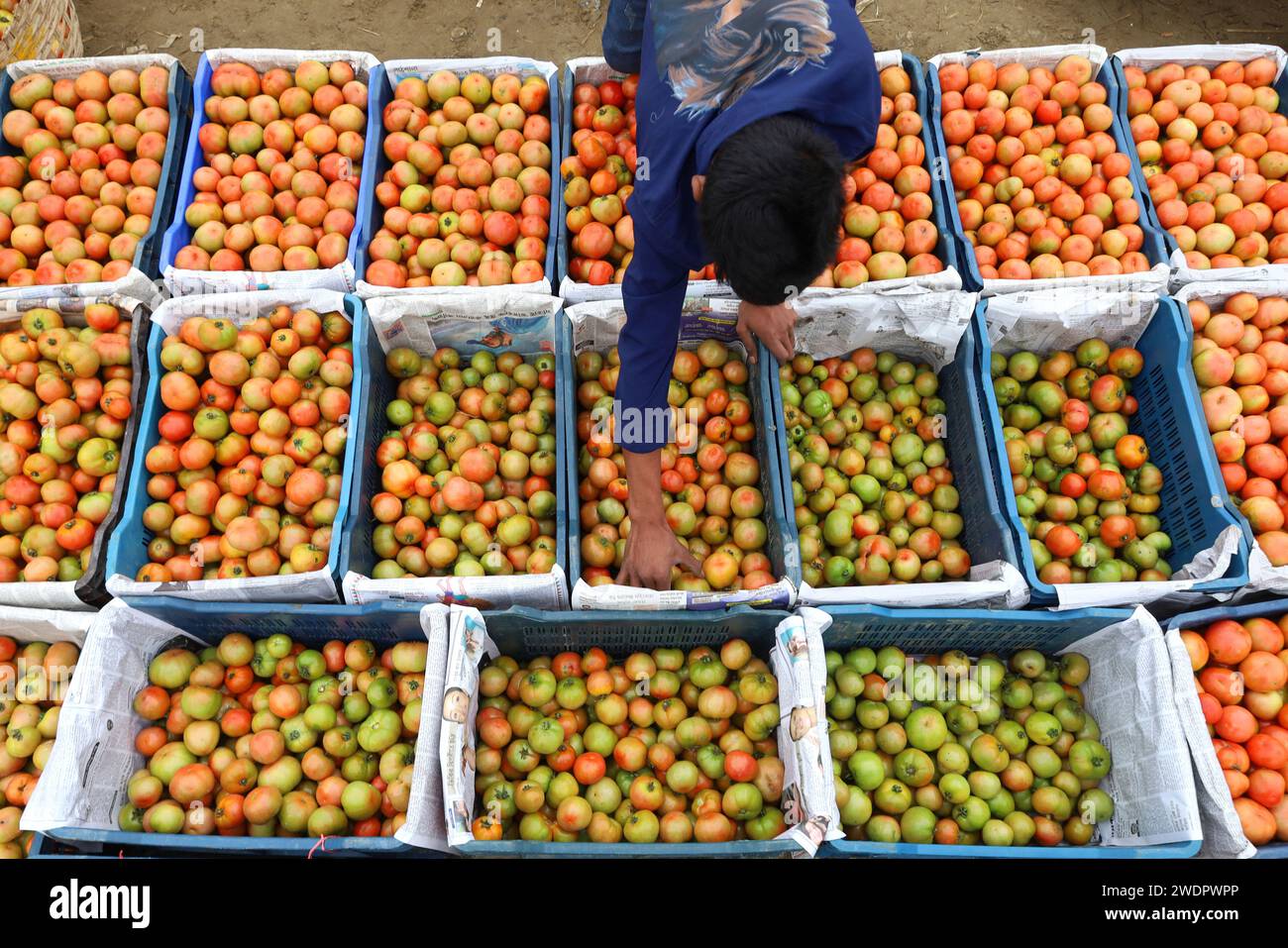 Brahmanbaria, Brahmanbaria, Bangladesh. 22 janvier 2024. Les agriculteurs trient les tomates crues et mûres pour les vendre au marché de Baishmouja, Brahmanbaria. Ensuite, la boîte sera remplie et mise sur le marché pour la vente. Ce marché traditionnel sur les rives de la rivière Meghna a environ 200 ans. Les bateaux sont le seul moyen de transporter des marchandises sur ce marché. Actuellement, 40 kg de tomates sont vendus à la TK 1 200 (12 dollars). Les agriculteurs apportent leurs produits au marché le matin en bateau et les grossistes les achètent et les emmènent dans les quartiers environnants. Crédit : ZUMA Press, Inc./Alamy Live News Banque D'Images