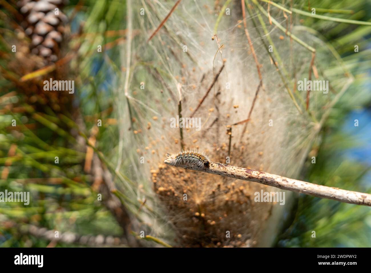 Les chenilles Processionary nichent accrochées à un pin et une petite chenille sortant du nid Banque D'Images