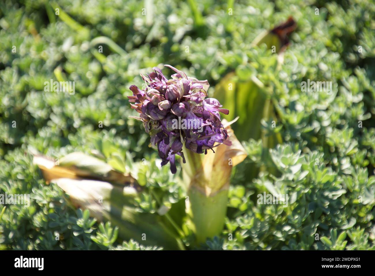 Un gros plan d'une fleur violette entourée d'une verdure luxuriante dans un paysage herbeux Banque D'Images