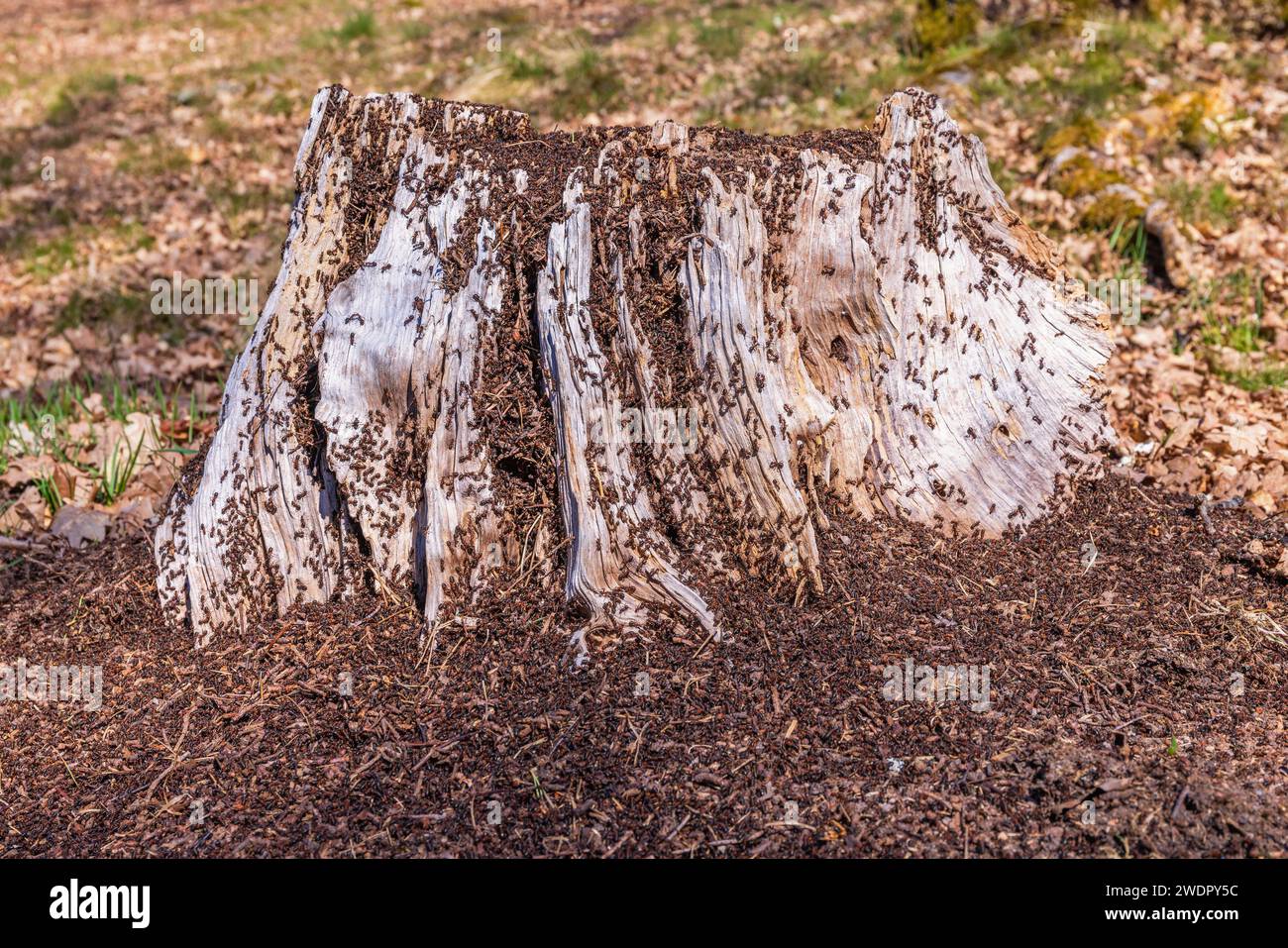 Fourmis sur une souche d'arbre par une journée ensoleillée de printemps Banque D'Images