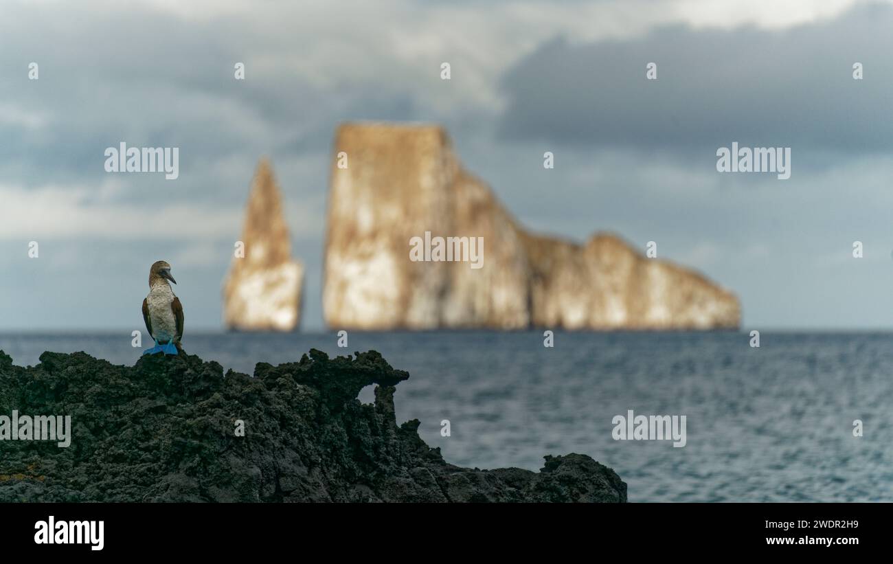 Un booby à pieds bleus sur l'île de San Cristobal avec Kicker Rock en arrière-plan. Banque D'Images