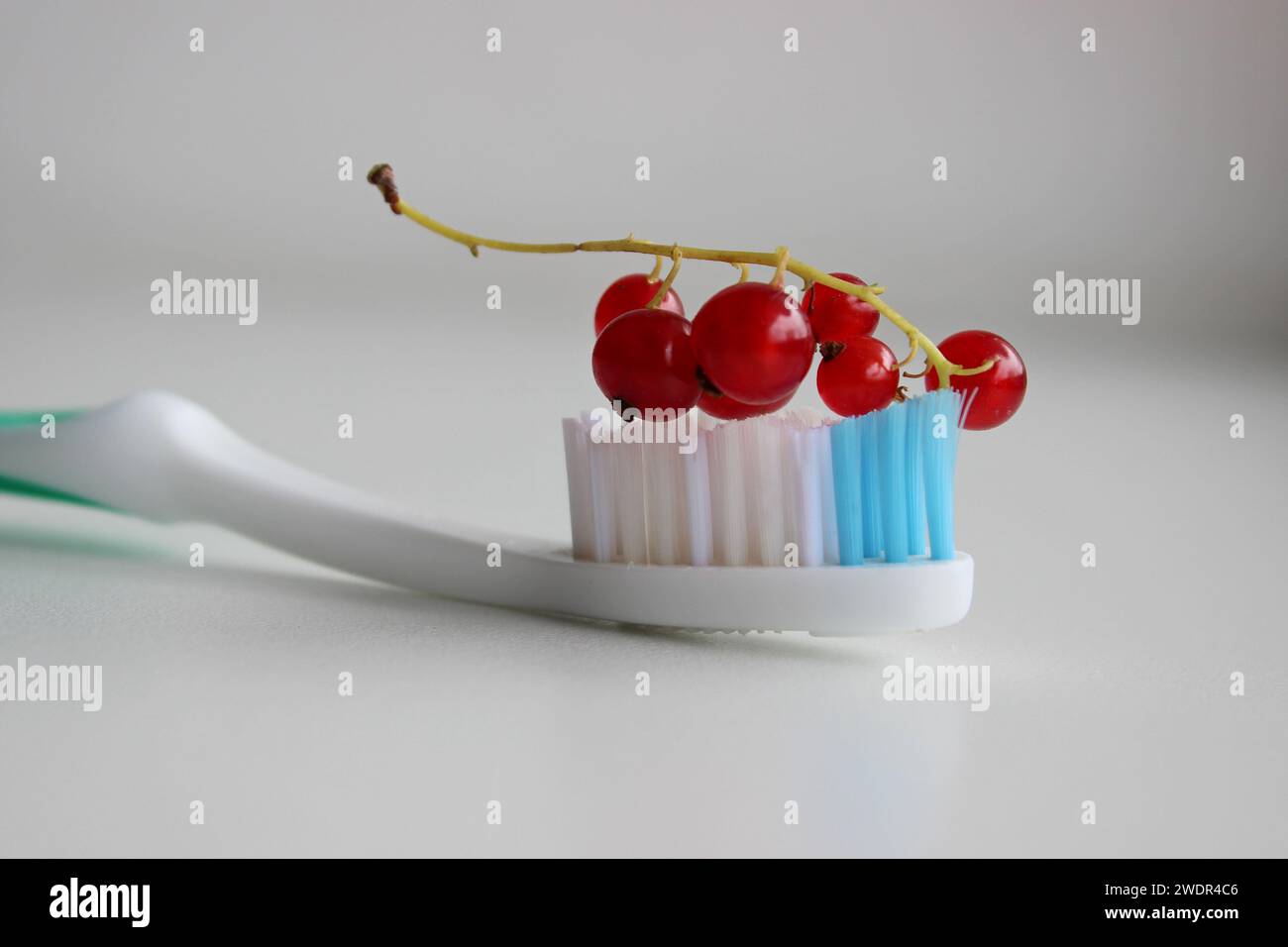 Groseilles rouges sur une brosse à dents propre vue rapprochée. Photo illustrative sur le sujet de la saveur de baies pour dentifrice pour enfants Banque D'Images