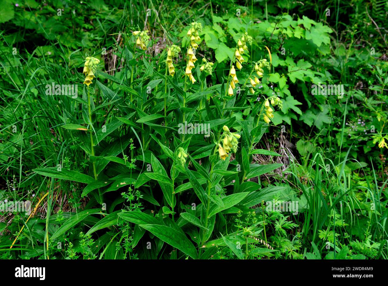 Jaune Foxglove, Digitalis grandiflora, Plantaginaceae, inflorescence, fleurs, grappe, fleur, plante, Weisstannental, Canton St. Gallen, Switzerlan Banque D'Images