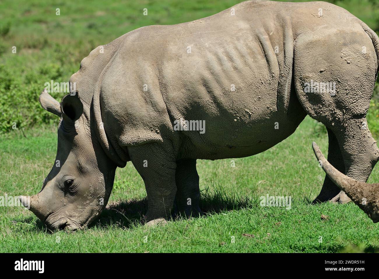 Rhinocéros blanc, Ceratotherium simum, Rhinocerotidae, mammifère, animal, réserve de gibier de Sibuya, près de Kenton-on-Sea, Afrique du Sud Banque D'Images