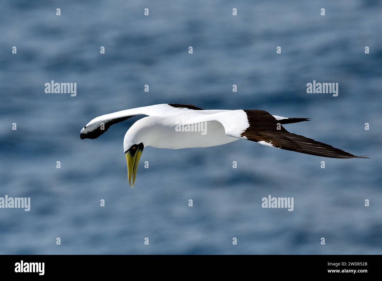 Masqué Booby, Sula dactylatra, Sulidae, en vol, oiseau, animal, Océan Indien Banque D'Images
