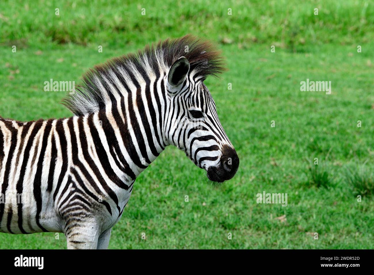Zebra de Burchell, Equus quagga burchelli, équidés, poulain, mammifère, animal, réserve de faune de Tala, Zululand, près de Durban, Afrique du Sud Banque D'Images