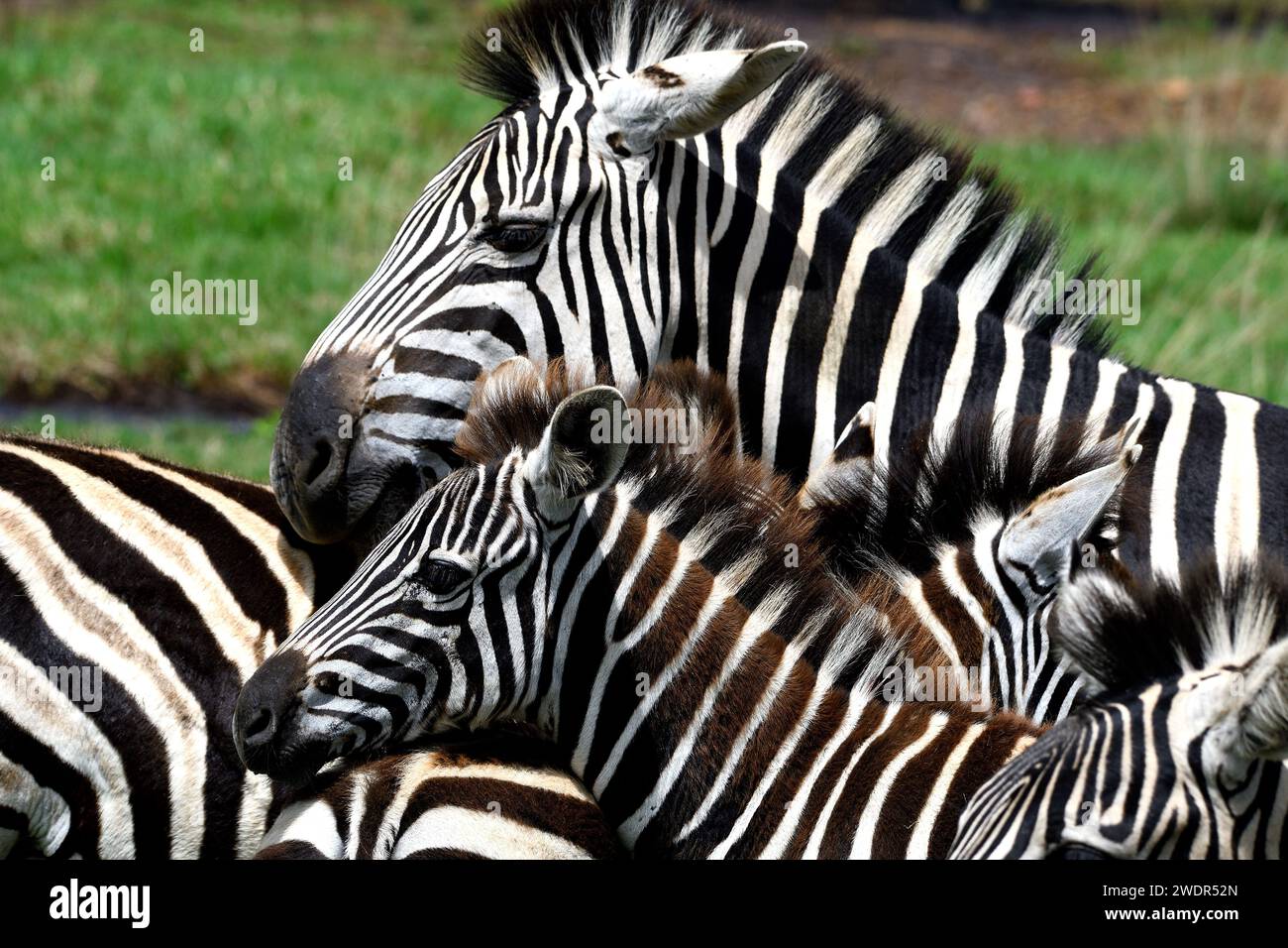 Burchell Zebra, Equus quagga burchelli, équidés, poulain, adulte, troupeau, mammifère, animal, réserve faunique de Tala, Zululand, près de Durban, Afrique du Sud Banque D'Images