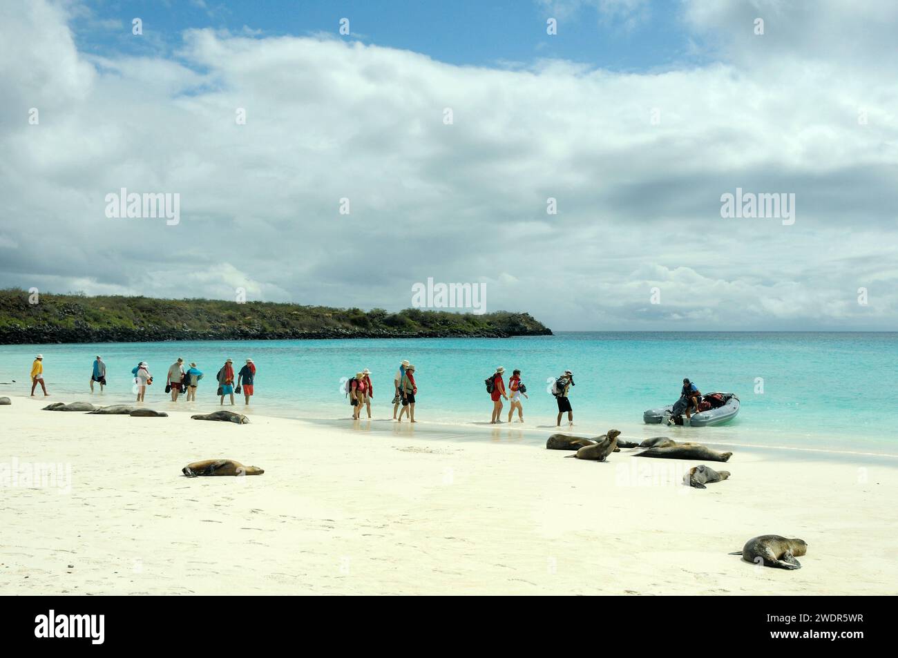 Équateur, Îles Galapagos, Île d'Espanola, Baie Gardner, Lion de mer des Galapagos, Zalophus wollebaeki Banque D'Images