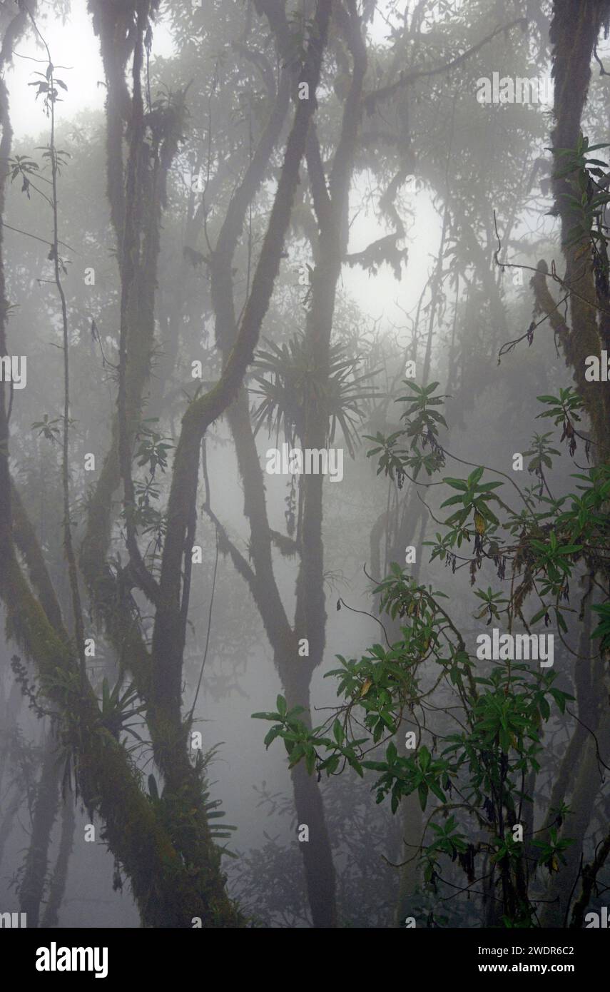 Amérique du Sud, Équateur, Andes, Highland, Huigra, forêt de nuages, jungle, tempéré, nature, pittoresque, paysage, forêt, bois, tropical Banque D'Images