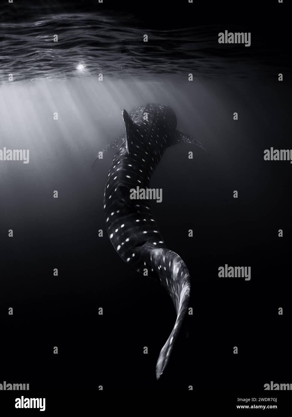 Requin baleine dans l'océan. Poissons géants nageant dans la mer tropicale ouverte. Banque D'Images